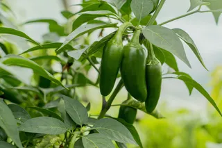 Jalapeno peppers growing on a plant