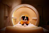 Border Collie in a fMRI machine 