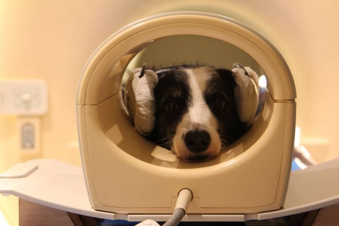 border collie with headphones over ears in an mri 