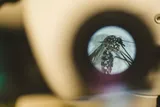 Mosquito under a microscope during an FIU study of human body odor preferences