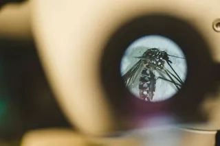 Mosquito under a microscope during an FIU study of human body odor preferences
