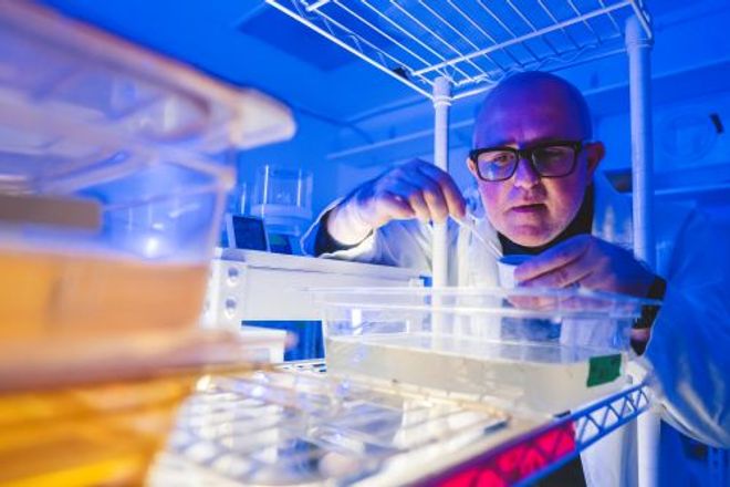 FIU professor Matthew DeGennaro conducts mosquito research in his lab. FIU professor Matthew DeGennaro conducts mosquito research in his lab.