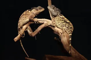 yellow lizards Acanthosaura syrax