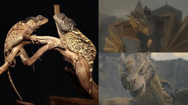 comparison of yellow lizards to Syrax the yellow dragon 
