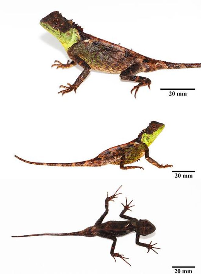 holotype of adult male lizard Acanthosaura syrax