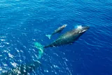 A humpback whale and its calf 