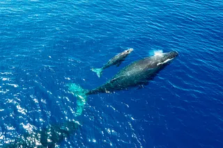 A humpback whale and its calf 