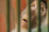 Male macaque in a zoo