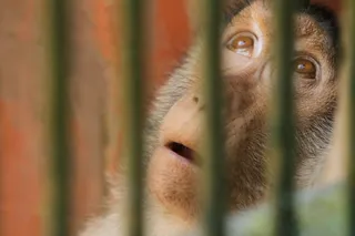 Male macaque in a zoo