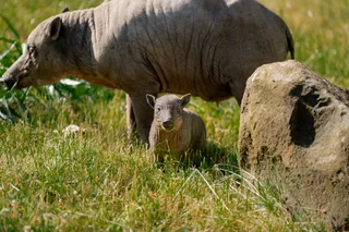 baby babirusa and mother