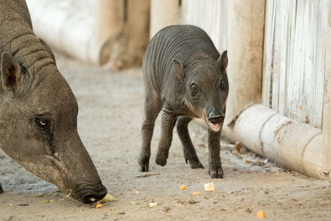 baby babirusas eating produce 