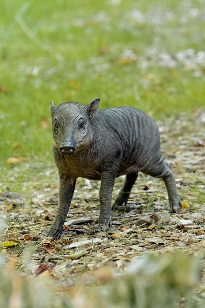 baby babirusas