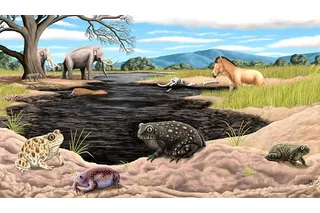 new species of ice age toad at la brea tar pits