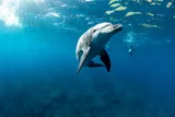 Dolphin swimming, could use tool for feeding