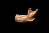 Homo antecessor mandible