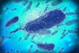 microscopic vibrio vulnificus bacteria 