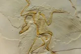 Archaeopteryx fossil 