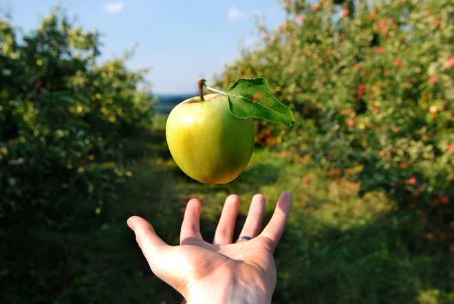 Apple dropping into a person