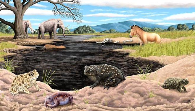 artist reconstruction of the new toad species in La Brea tar pits