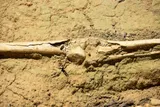 ancient humanoid leg bone 