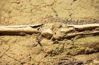 ancient humanoid leg bone