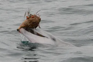 dolphin with seashell in mouth