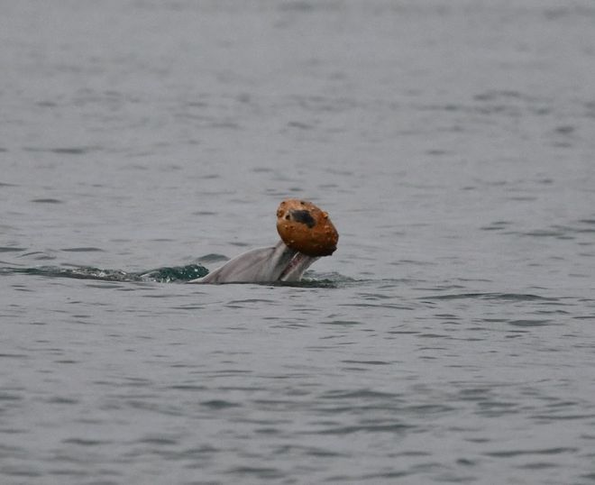 Dolphin using shell