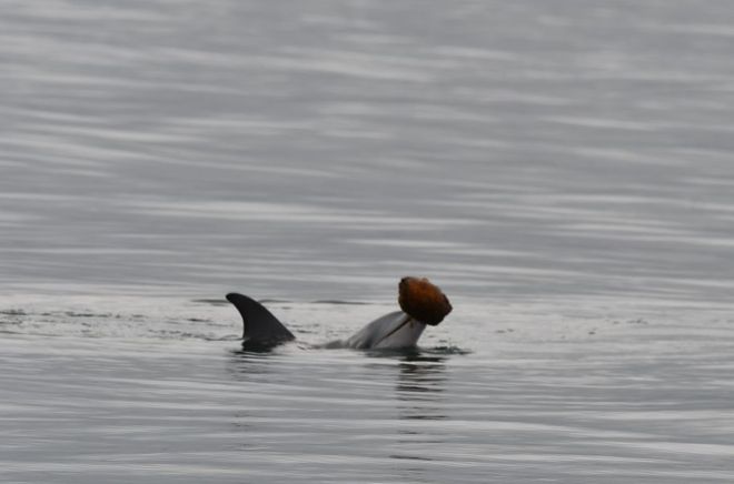 Dolphin using sea shell as a tool 