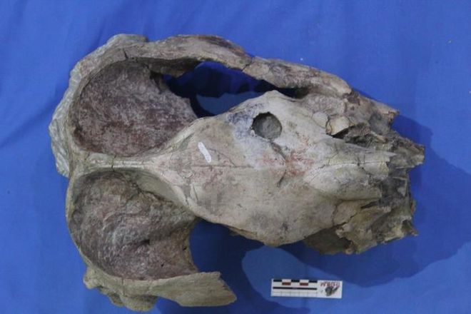 Fossil skull of Pericotoxodon platignathus with a circular puncture in the frontal bone. Fossil skull of Pericotoxodon platignathus with a circular puncture in the frontal bone.