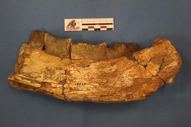 Fossil jawbone of Xenastrapotherium kraglievichi with bite marks visible across the bone. Fossil jawbone of Xenastrapotherium kraglievichi with bite marks visible across the bone.