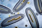 Protozoa under a microscope