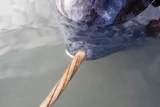 close up of a narwhal face and tusk