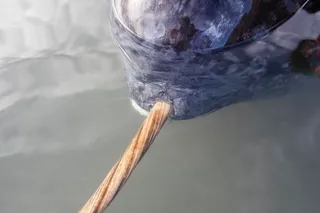 close up of a narwhal face and tusk