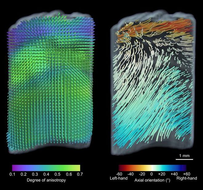 Colorful 3D map of a narwhal tusk 