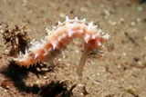 tiny pink spiny seahorse 