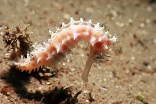 tiny pink spiny seahorse