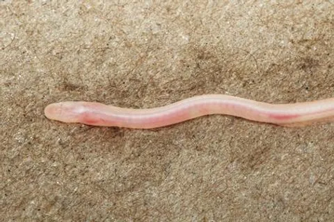 Gangaichthys indonepalicus, new earthworm eel species discovery