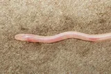 Gangaichthys indonepalicus, new earthworm eel species discovery