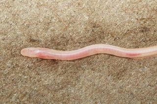 Gangaichthys indonepalicus, new earthworm eel species discovery