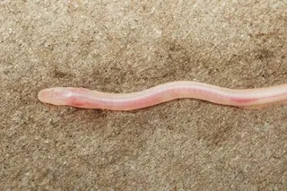 Gangaichthys indonepalicus, new earthworm eel species discovery