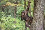 a chimpanzee hanging out in a tree 