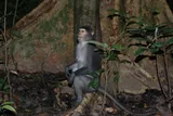 wild sooty mangabey monkey at the base of a tree 