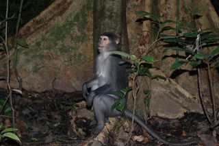wild sooty mangabey monkey at the base of a tree