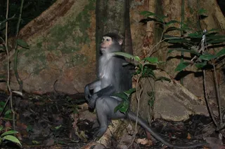 wild sooty mangabey monkey at the base of a tree