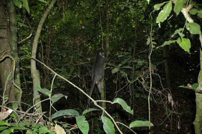 wild sooty mangabey monkey climbing a small tree wild sooty mangabey monkey climbing a small tree