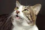 Close-up of a tabby-and-white cat with its mouth slightly open during the flehmen response.