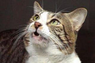 Close-up of a tabby-and-white cat with its mouth slightly open during the flehmen response.