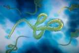 digital representation of Ebola virus