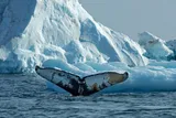 humpback whale tail by an ice burg 