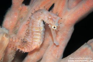 pink spiny sea horse